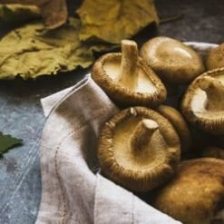 Duo Cèpes & Bolets Au Parmesan - 90g 6 Duo Cèpes & Bolets Au Parmesan - 90g -LE COMPTOIR DE MATHILDE Boutique duo cepes bolets au parmesan tartinable 90 g 1